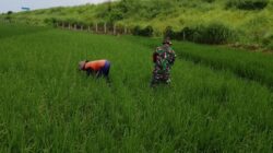 Melalui Binter, Babinsa Wringinanom Hadir Dukung Produktivitas Pertanian Desa Kepuhklagen
