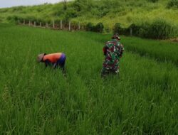 Melalui Binter, Babinsa Wringinanom Hadir Dukung Produktivitas Pertanian Desa Kepuhklagen